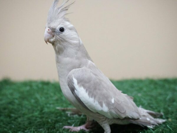 Cockatiel-BIRD-Male-Lutino-20195-Petland Racine, Wisconsin