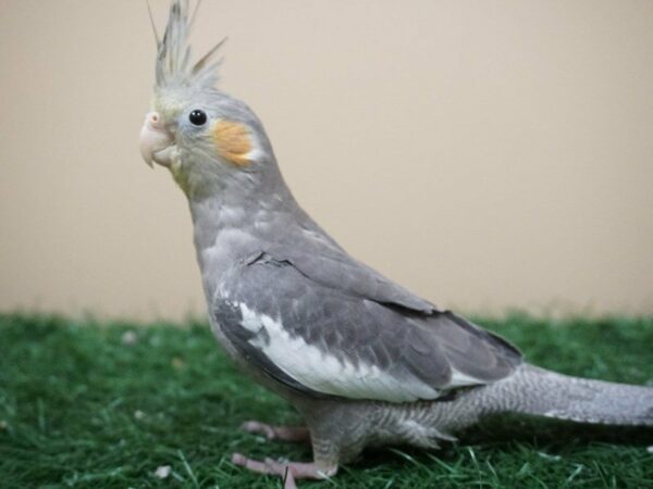 Cockatiel-BIRD-Male-Grey-20476-Petland Racine, Wisconsin