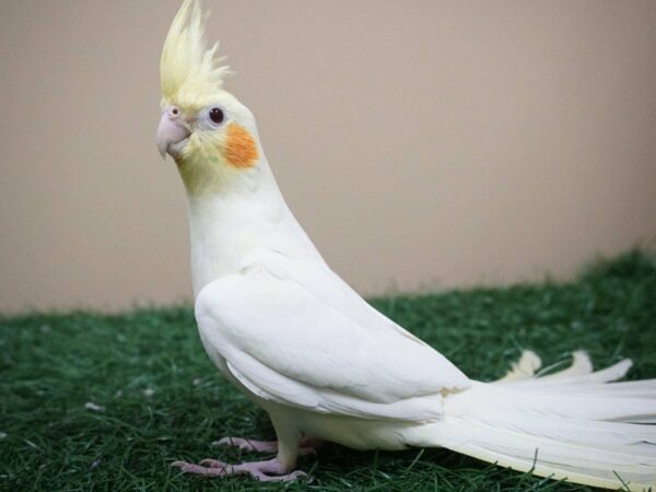 Cockatiel-BIRD-Male--20949-Petland Racine, Wisconsin