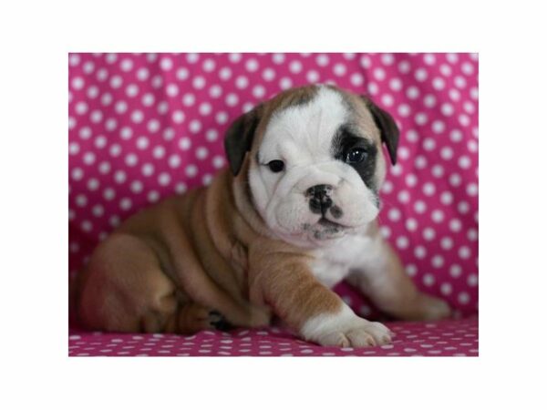 Bulldog DOG Female Fawn / White 20986 Petland Racine, Wisconsin