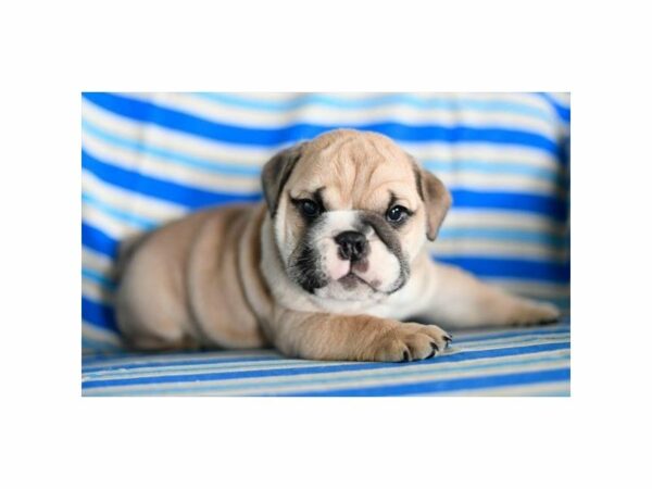 Bulldog DOG Male Fawn 20985 Petland Racine, Wisconsin