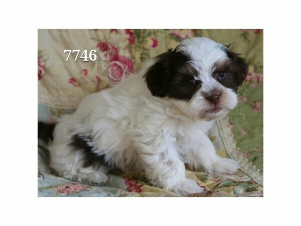 Havanese/Poodle DOG Female White / Chocolate 20991 Petland Racine, Wisconsin