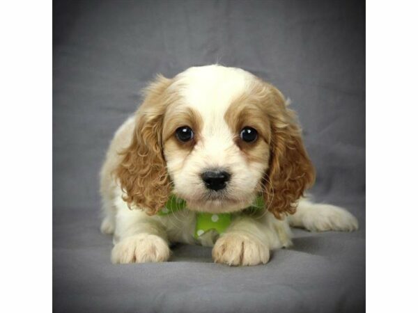 Cavapoo DOG Male Blenheim 21002 Petland Racine, Wisconsin