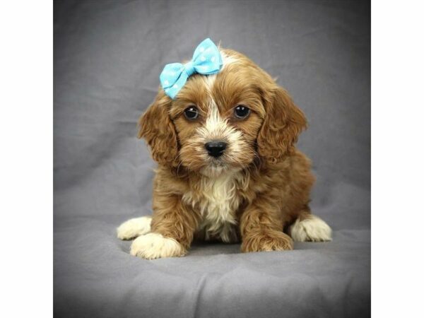 Cavapoo DOG Female Red 21003 Petland Racine, Wisconsin