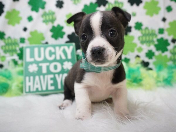 Boston Terrier/Jack Russell Terrier-DOG-Female-BRINDLE/WH-21011-Petland Racine, Wisconsin