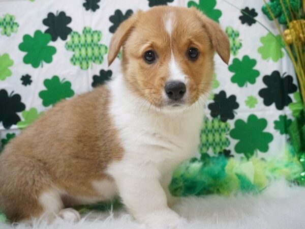 Pembroke Welsh Corgi DOG Female Red / White 20984 Petland Racine, Wisconsin