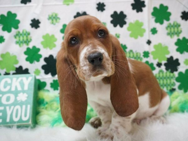 Basset Hound DOG Male RD, WH 20994 Petland Racine, Wisconsin