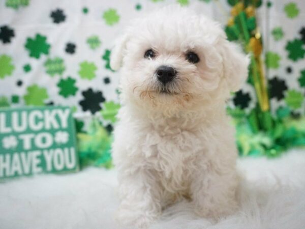 Bichon Frise DOG Male WHITE 21007 Petland Racine, Wisconsin