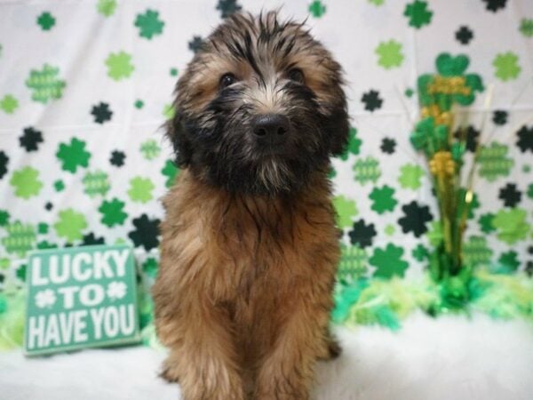 Soft Coated Wheaten Terrier DOG Female WHEATEN 21009 Petland Racine, Wisconsin