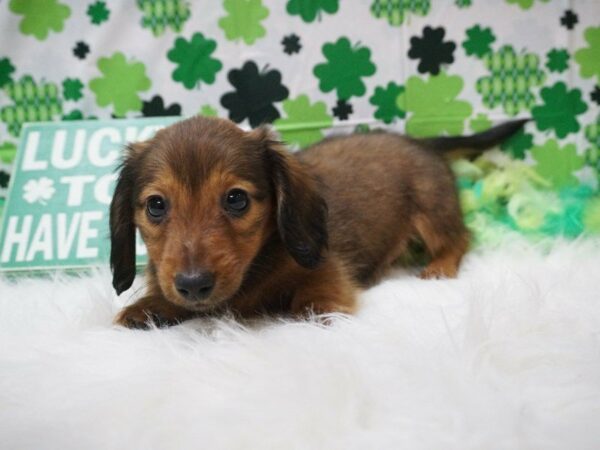 Dachshund DOG Female RED 21005 Petland Racine, Wisconsin