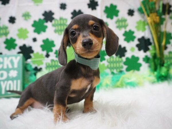 Dachshund DOG Male CHOC/TAN 21012 Petland Racine, Wisconsin