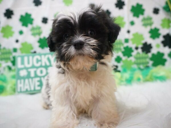 Shihpoo-DOG-Male-BLK/WH-21008-Petland Racine, Wisconsin