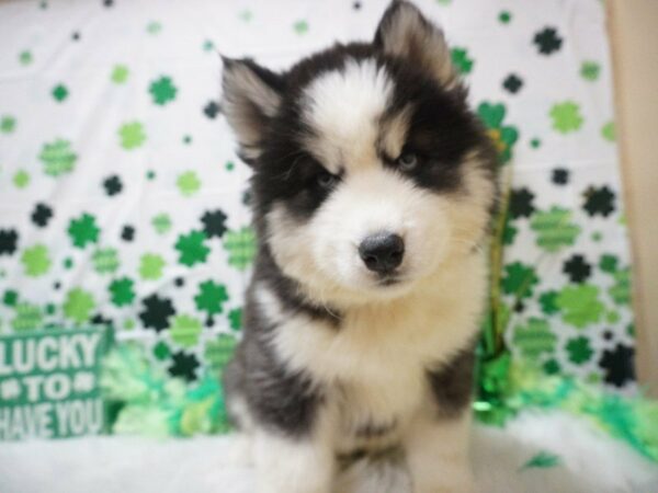 Siberian Husky DOG Male BLK WH 20995 Petland Racine, Wisconsin