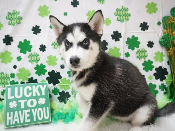 Siberian Husky DOG Female BLK WH 21004 Petland Racine, Wisconsin