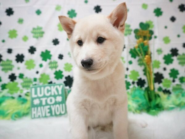 Shiba Inu DOG Male cr 20996 Petland Racine, Wisconsin