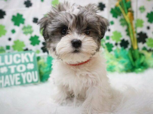 Havanese DOG Female gr & wh 21000 Petland Racine, Wisconsin