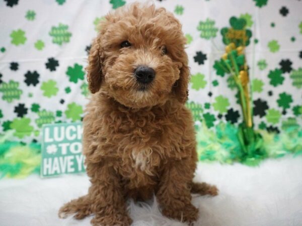 Goldendoodle Mini DOG Male rd 20999 Petland Racine, Wisconsin