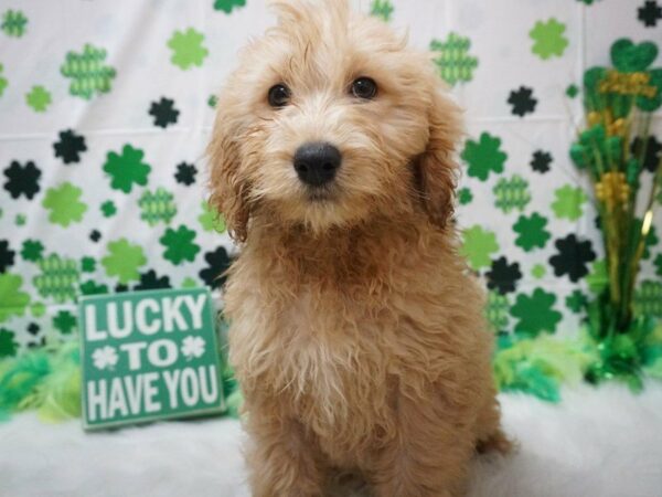 Mini Goldendoodle DOG Male GOLDEN 21010 Petland Racine, Wisconsin