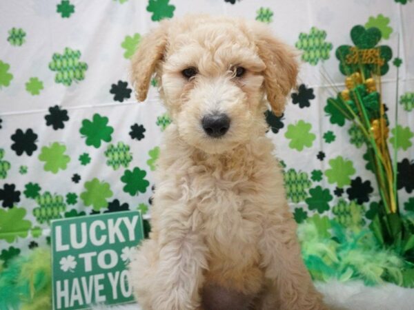 Goldendoodle 2nd Gen DOG Female Golden 20990 Petland Racine, Wisconsin