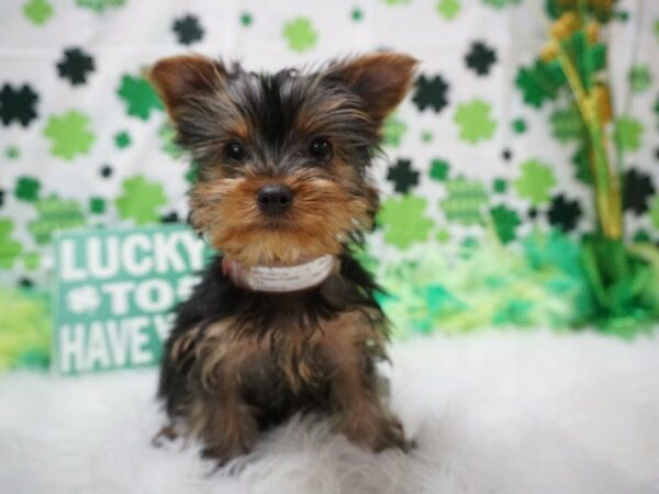 Yorkshire Terrier DOG Female Black / Tan 20989 Petland Racine, Wisconsin