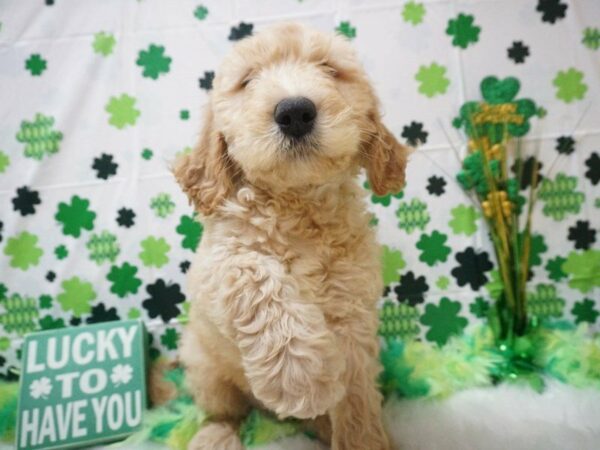 Goldendoodle 2nd Gen DOG Male Golden 20992 Petland Racine, Wisconsin