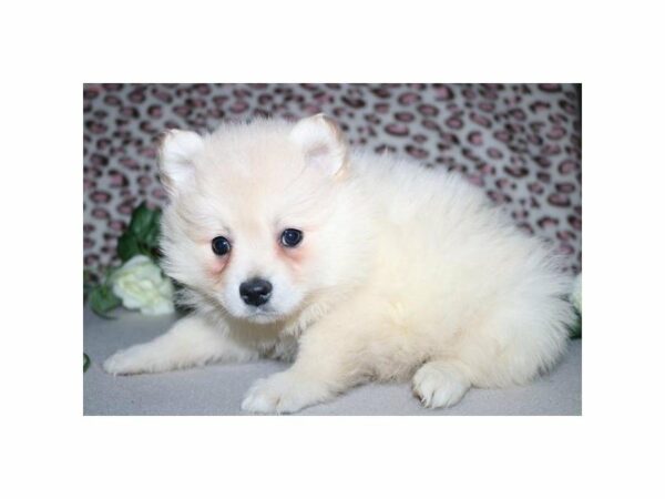 Pomeranian DOG Male cr 21015 Petland Racine, Wisconsin