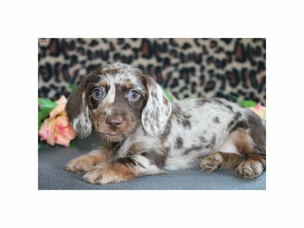 Dachshund DOG Female choc mrl 21016 Petland Racine, Wisconsin