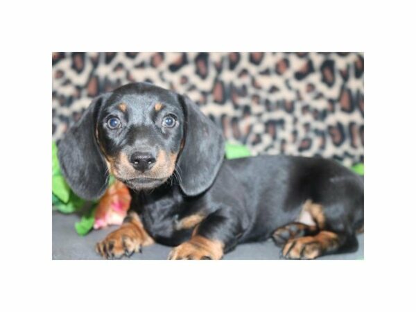 Dachshund DOG Female blk-tn 21017 Petland Racine, Wisconsin