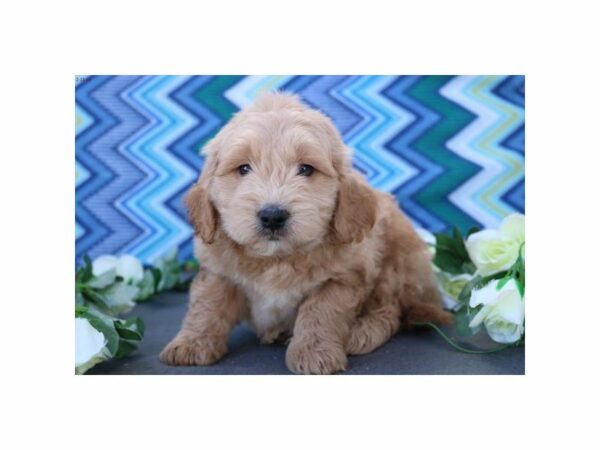 Mini Goldendoodle DOG Male cr 21022 Petland Racine, Wisconsin