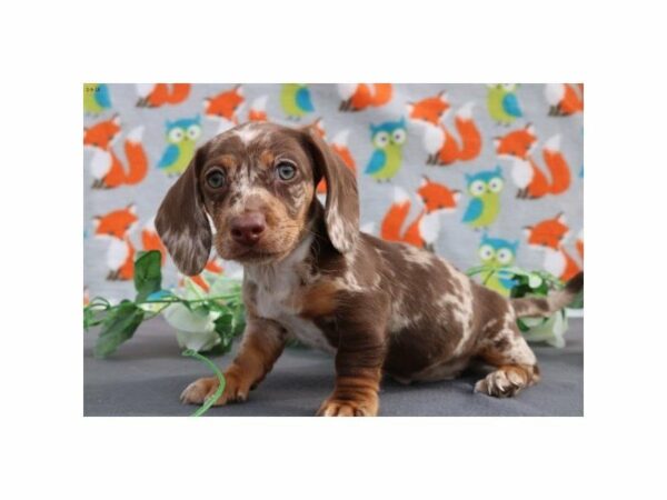 Dachshund DOG Female choc mrl 21013 Petland Racine, Wisconsin