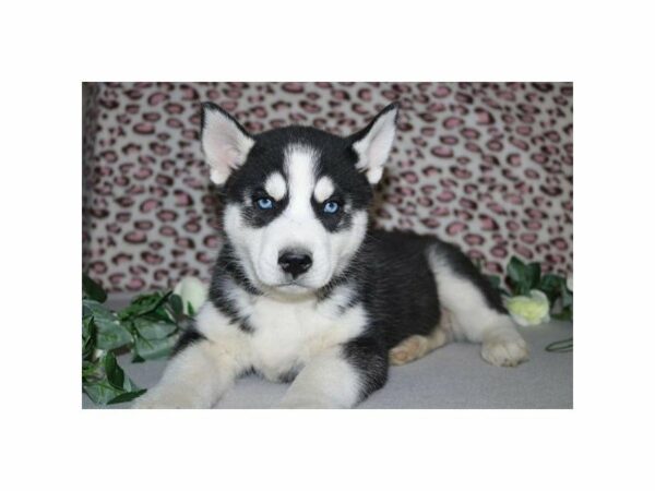 Siberian Husky DOG Male blk-wh 21014 Petland Racine, Wisconsin