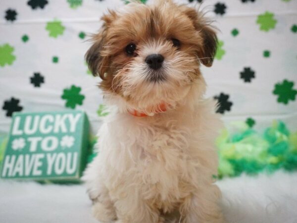 Shihpoo DOG Male SABLE/WH 21034 Petland Racine, Wisconsin