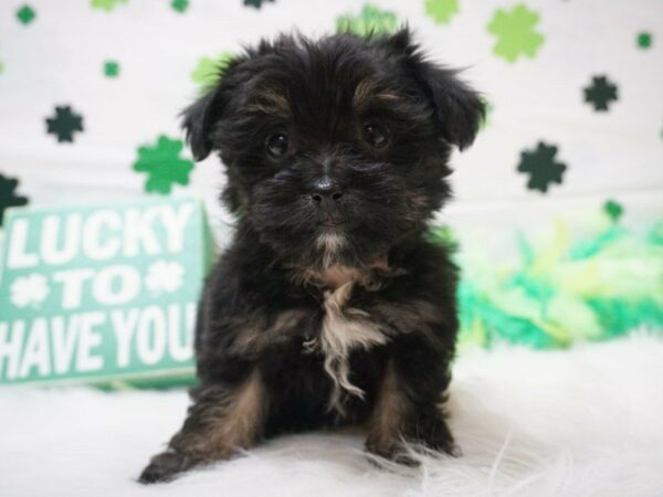 Pomapoo DOG Female BLK/TN 21032 Petland Racine, Wisconsin