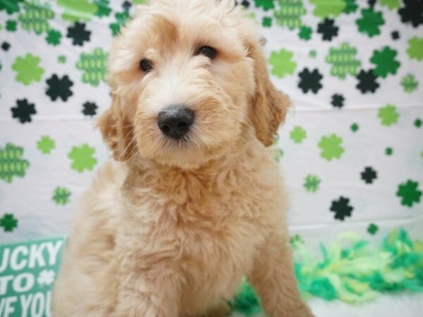 Goldendoodle 2nd Gen DOG Male Light Golden 21024 Petland Racine, Wisconsin