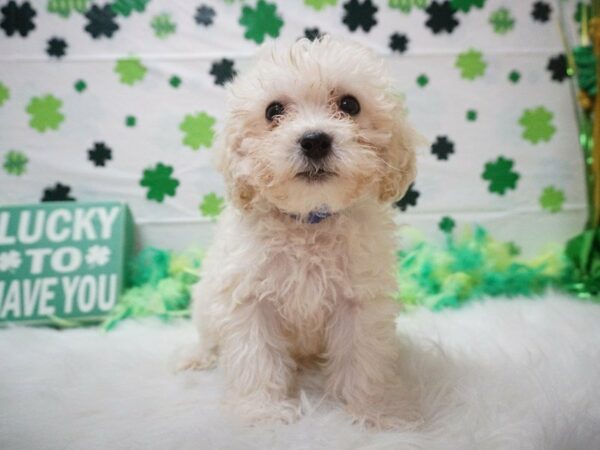 Maltipoo DOG Female WH W/ ORANGE 21031 Petland Racine, Wisconsin