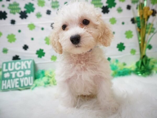 Maltipoo DOG Male WH W/ ORANGE 21030 Petland Racine, Wisconsin