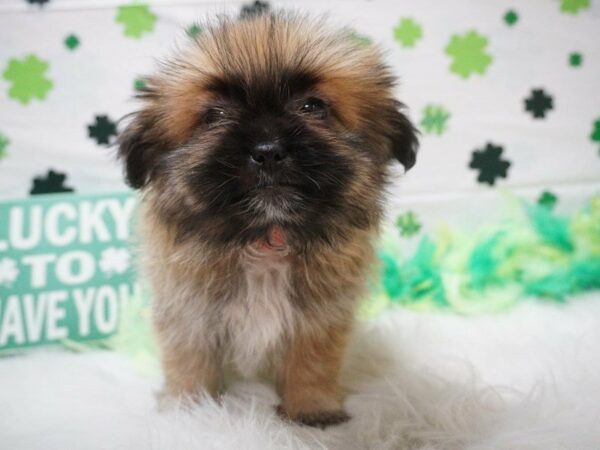 Shihpom DOG Female Brown 21025 Petland Racine, Wisconsin