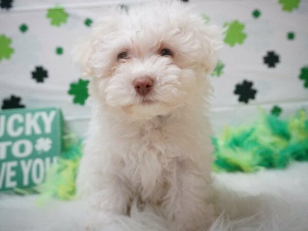 Bichonpoo DOG Male Cream / White 21028 Petland Racine, Wisconsin