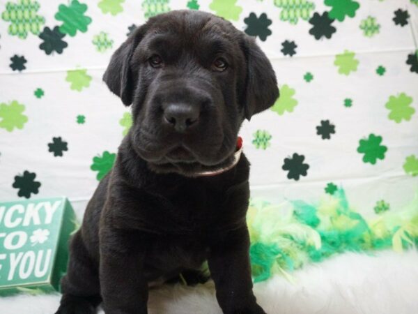 Walrus DOG Female Black 21026 Petland Racine, Wisconsin