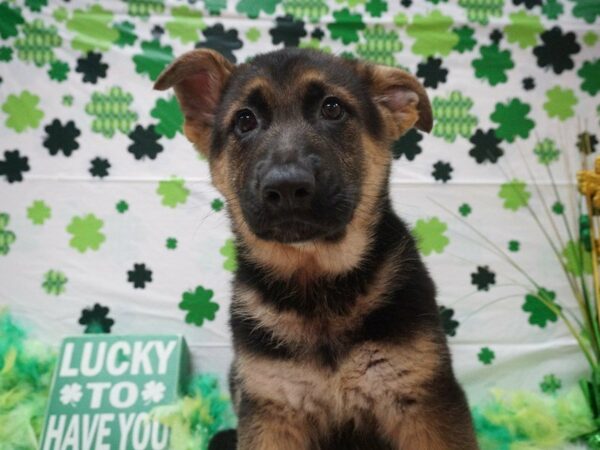 German Shepherd DOG Female BLK/TN 21029 Petland Racine, Wisconsin