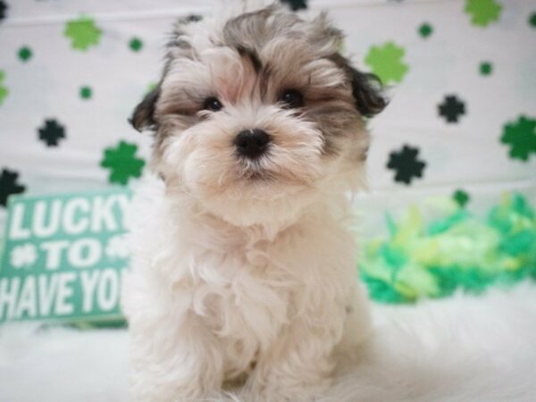 Teddy Bear DOG Female Black Brown / White 21027 Petland Racine, Wisconsin