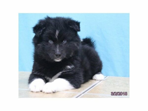 American Eskimo/Pomsky DOG Male Black / White 21057 Petland Racine, Wisconsin