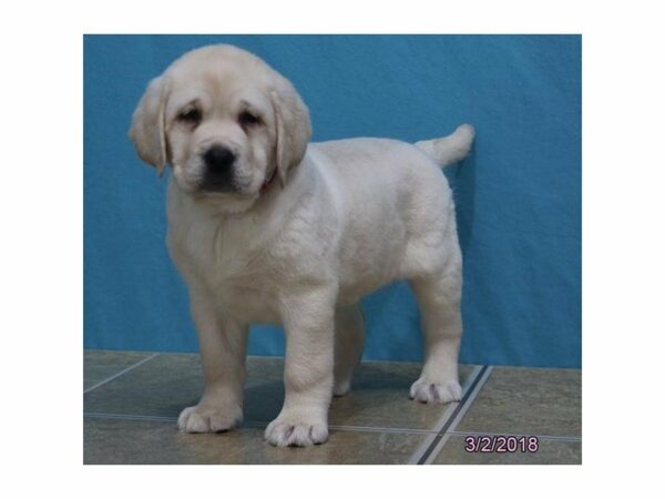 Labrador Retriever DOG Female Yellow 21046 Petland Racine, Wisconsin