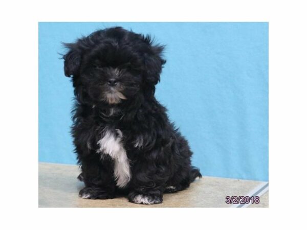 Shih Tzu/Bichon DOG Male Black 21056 Petland Racine, Wisconsin