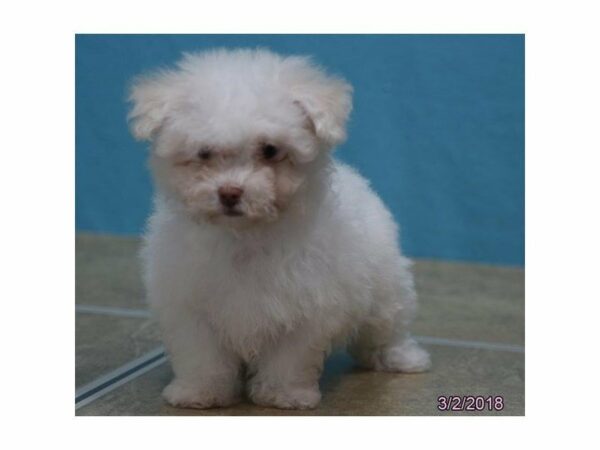 Poodle/Bichon DOG Female White 21055 Petland Racine, Wisconsin