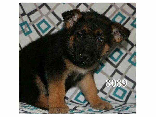 German Shepherd Dog DOG Female Black / Tan 21048 Petland Racine, Wisconsin