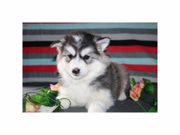 American Eskimo/Siberian Husky-DOG-Female-wh blk pts-21054-Petland Racine, Wisconsin