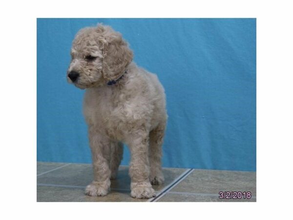 Goldendoodle 2nd Gen DOG Male Cream 21052 Petland Racine, Wisconsin