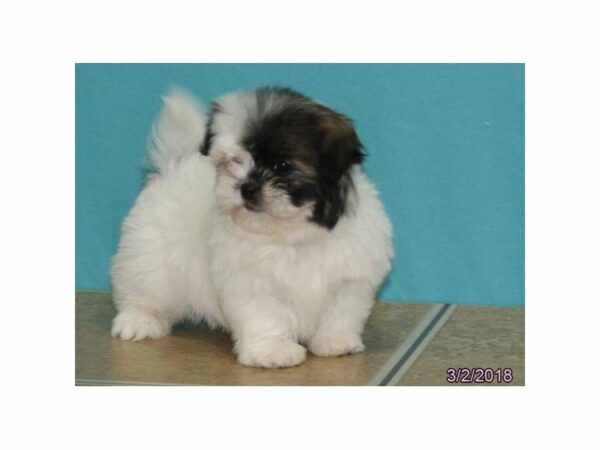 Maltese/Shih Tzu-DOG-Male-Gold / White-21053-Petland Racine, Wisconsin