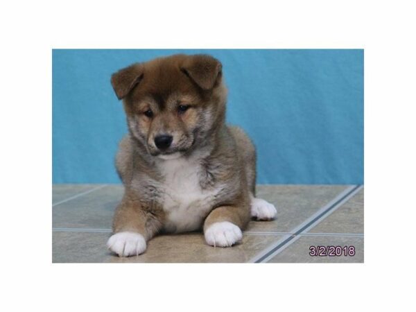 Shiba Inu-DOG-Male-Red Sesame-21045-Petland Racine, Wisconsin
